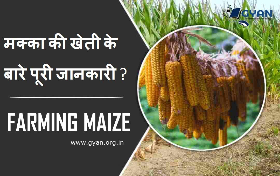 maize