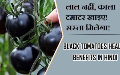 लाल नहीं, काला टमाटर खाइए! सस्ता मिलेगा! | Black Tomatoes Health Benefits in Hindi